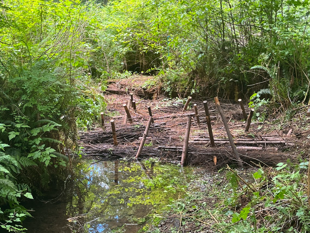 Completed Post Assisted Log Structure (pre-large wood supplementation).