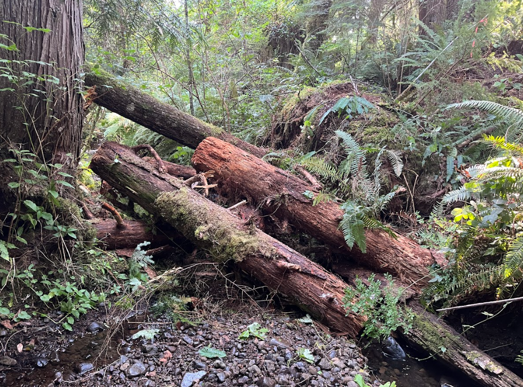 Post project conditions (structure 92): wood engaged with channel providing complexity