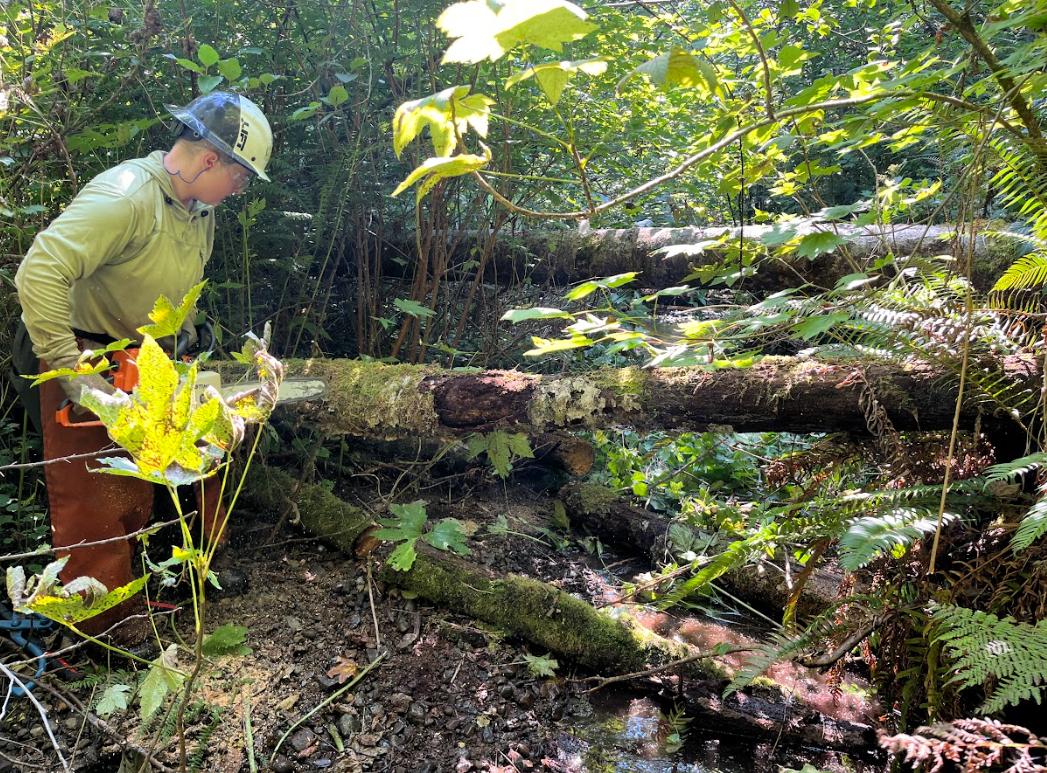 Grays Harbor Conservation District Crew Lead Amy Scherer chainsawing perched wood to add to in-stream woody debris structures