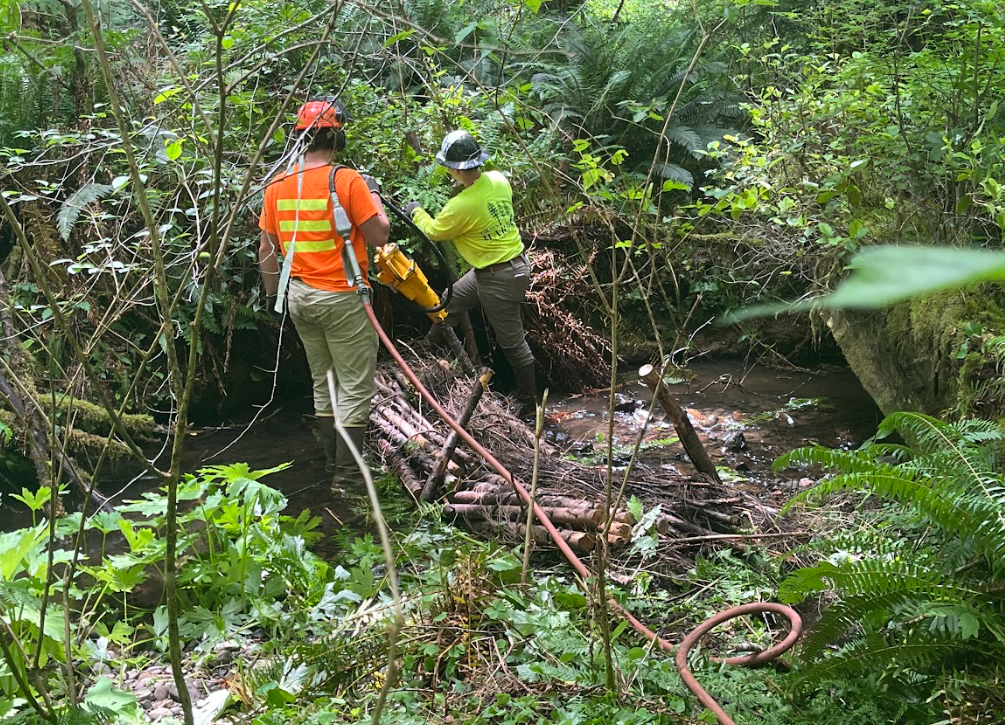 Grays Harbor Conservation District crew using a pneumatic post pounder to install posts.