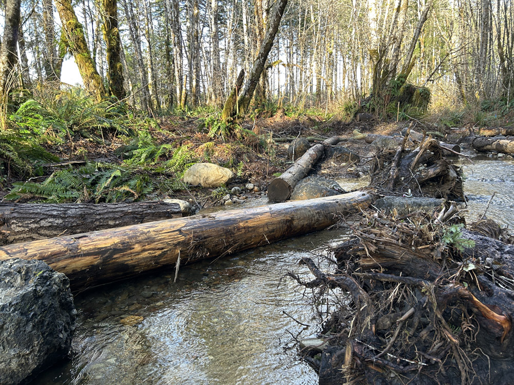 Schafer SW On Schafer Creek, an experimental restoration technique has transformed this previously simple channel into a more complex, three-dimensional mosaic of micro-habitats.