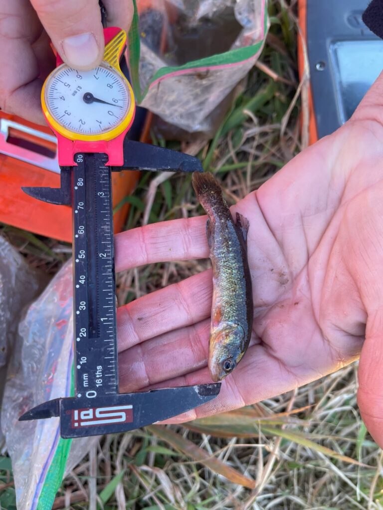 mudminow a photo of a biologist measuring a small fish held in their hands