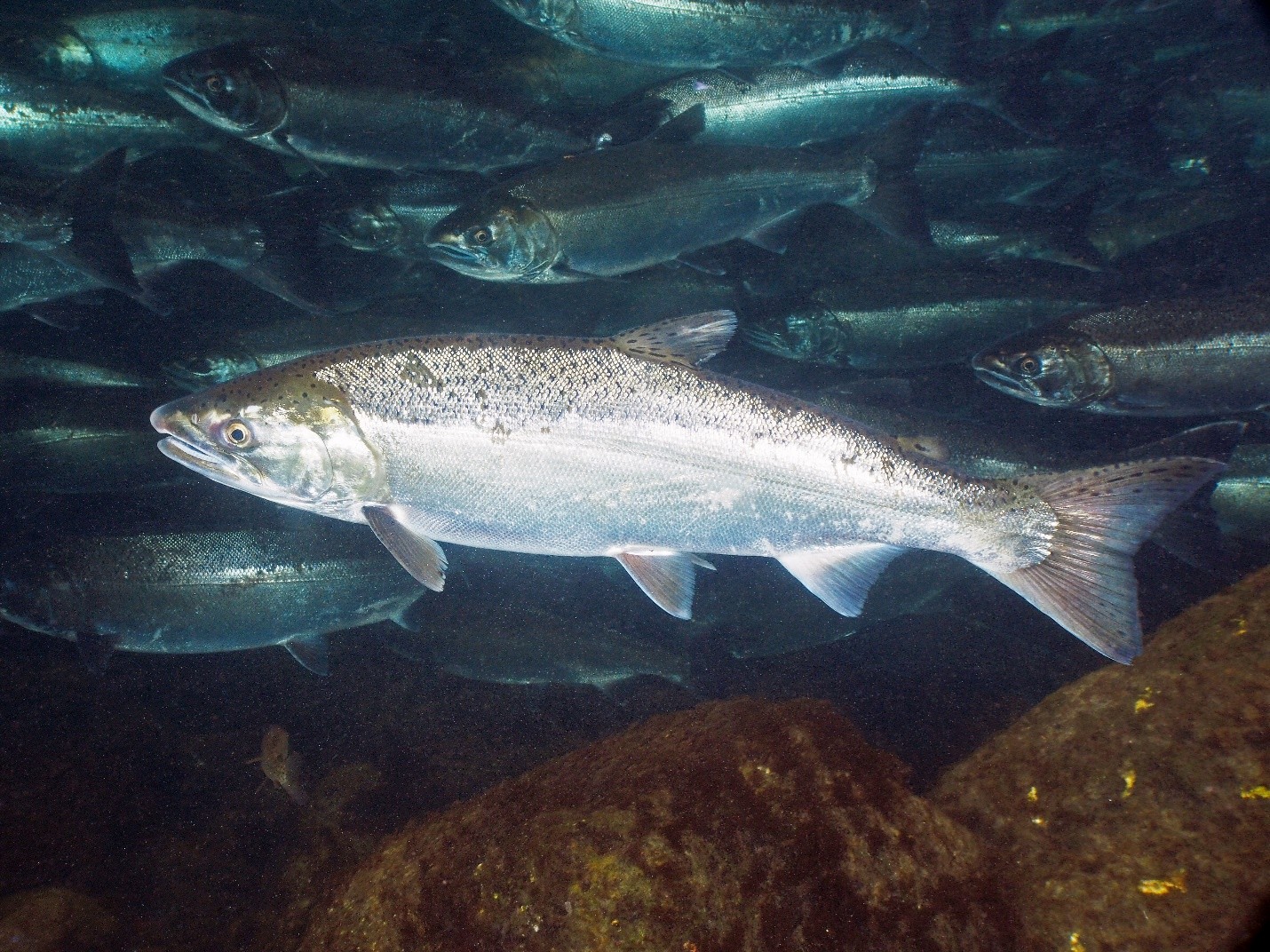 coho-salmon a photo of salmon