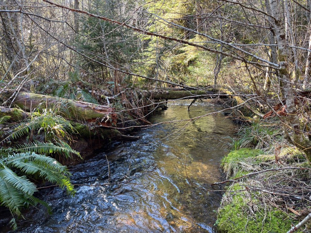 A salmon bearing stream in the Chehalis Basin. 