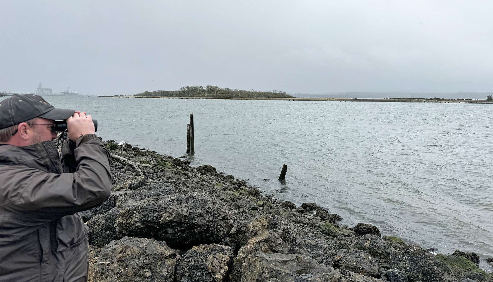 rennie-island Photo of a man with binoculars looking across the water at Rennie Island, Grays Harbor, Washington. Photo credit: John Gaffney.