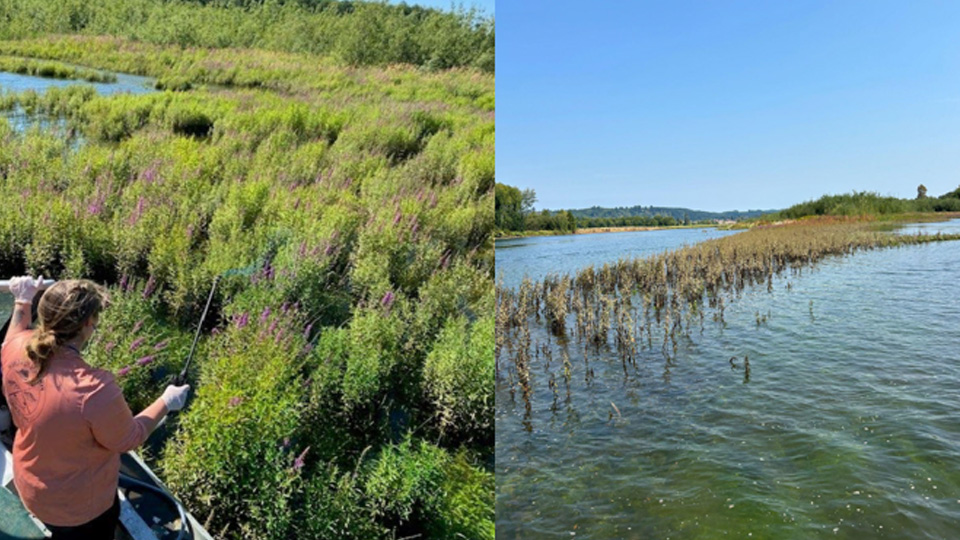 Noxious weeds growing in the Chehalis River