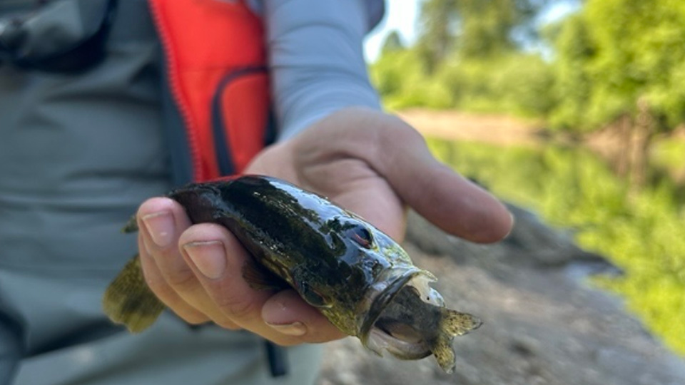 Photo of someone holding a young salmon