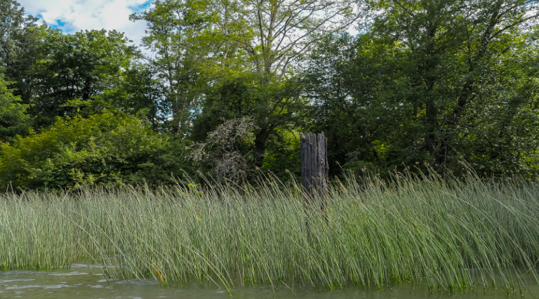 Reeds along the bank of the Chehalis River